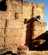 [Measuring Bales]